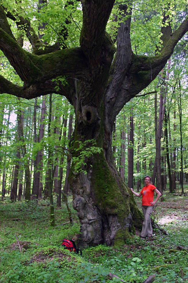 �rdekes fa Hegyh�tszentm�rton ut�n (�rs�g)
